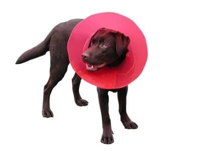 Carcan Transcol 12,5 Cm 3 Carcan Transcol 12,5 Cm