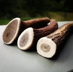 Evident Bois De Cerf Entier L -Animaux Séries Magasin bois de cerf 2 1 1 1