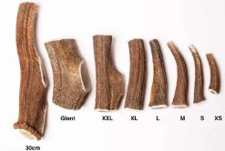 Evident Bois De Cerf Entier L -Animaux Séries Magasin bois de cerf evident 1 1 1