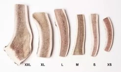 Evident Bois De Cerf Tranché L -Animaux Séries Magasin bois de cerf tranch evident 2 2 1