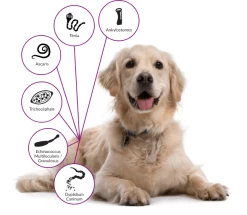 Drontal P XL Vermifuge Chien Gout Viande 2 Cps -Animaux Séries Magasin drontal chien