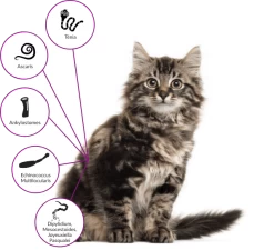 Drontal Chat 2 Cps -Animaux Séries Magasin drontal tower hp cat graphic fr