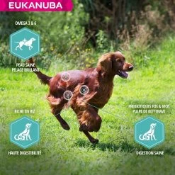 Eukanuba Chien Daily Care Sensitive Digestion 2.3 Kg -Animaux Séries Magasin eukanuba chien daily care sensitive digestion 3 1