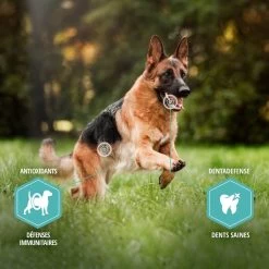 Eukanuba Chien Daily Care Sensitive Digestion 2.3 Kg -Animaux Séries Magasin eukanuba chien daily care sensitive digestion 5 1