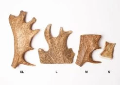 Evident Bois De Daim M 5 Evident Bois De Daim M -Animaux Séries Magasin evident bois de daim m2