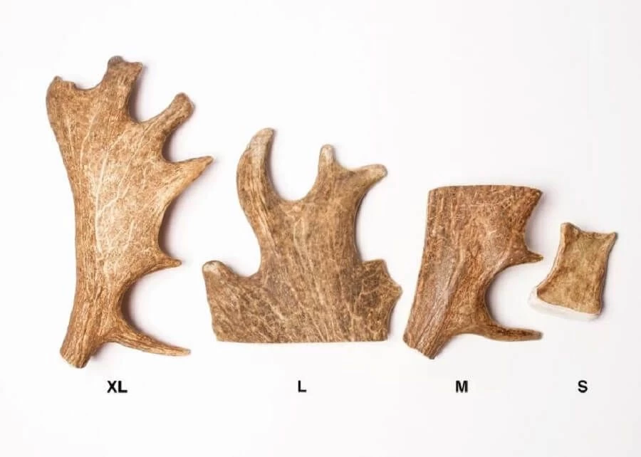 Evident Bois De Daim M 4 Evident Bois De Daim M – Image 2