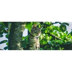 Eyenimal Pet Videocam -Animaux Séries Magasin eyenimal pet videocam4