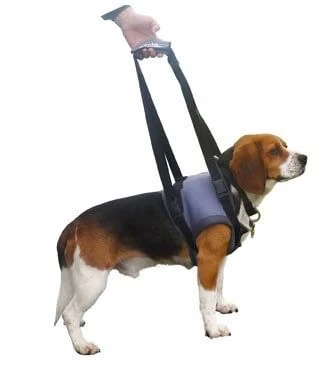 Harnais Handy Canis Pattes Avants S 5 Harnais Handy Canis Pattes Avants S – Image 3