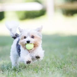 KONG Air Squeaker Tennis Ball Small (par 3) -Animaux Séries Magasin l squeakairball lifestyle 7