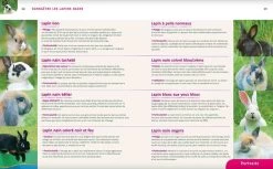 Livre - Lapins Nains -Animaux Séries Magasin lapins nains3