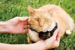 Pet Safe Collier Récepteur Chat Cat Fence 7 Pet Safe Collier Récepteur Chat Cat Fence -Animaux Séries Magasin pet safe collier re cepteur chat cat fence3