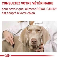 Royal Canin Veterinary Large Dog Adult 13 Kg 17 Royal Canin Veterinary Large Dog Adult 13 Kg -Animaux Séries Magasin royal canin veterinary large dog adult 13 kg 8