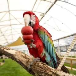 KONG Spécial Rongeurs -Animaux Séries Magasin small animal 3