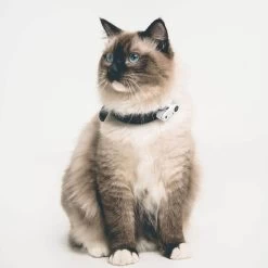 Tickless Mini Cat Blanc Rechargeable -Animaux Séries Magasin tickless mini cat blanc rechargeable3