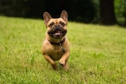 Tickless Pet Noir à Pile -Animaux Séries Magasin tickless pet noir pile3