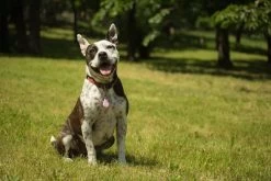 Tickless Pet Rose à Pile 7 Tickless Pet Rose à Pile -Animaux Séries Magasin tickless pet rose pile3